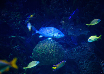 Beautiful jellyfish, medusa in the neon light with the fishes. Aquarium with blue jellyfish and lots of fish. Making an aquarium with corrals and ocean wildlife. Underwater life in ocean jellyfish.