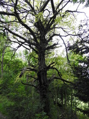 Fototapeta premium Tree trunk without leaves with numerous branches