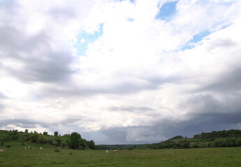 Obraz premium Group of cows in a mountain pasture in the Alps. Beautiful landscape in the alpine mountains with animals. Stock photo background