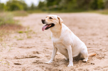 Labrador retriever dog looking aside, having walk
