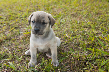 labrador dog puppy on lawn, just one month old.