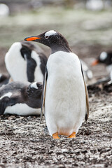 It's Beautiful gentoo penguin in Antarctica