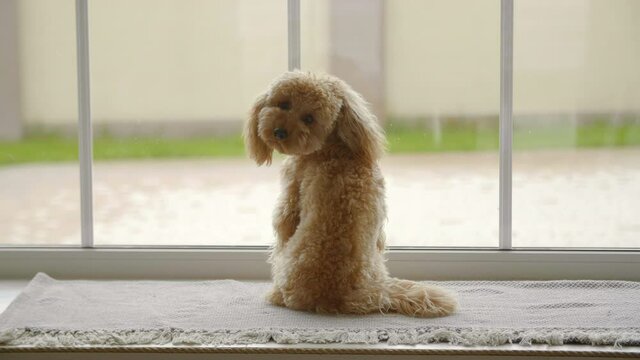 Puppy waiting for owner near window, 4k