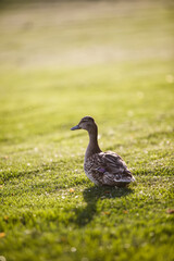 domestic duck on green grass. Rural life. Duck in the countryside. Farm birds in a village. beautiful white duck drake