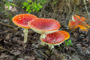 Amanita muscaria, commonly known as the fly agaric or fly amanita
