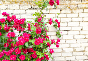 Close-up of a bush of red roses against a white brick wall, fenced in grating.