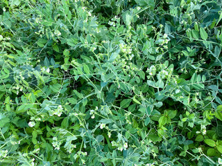 Close-up of green peas growing in the garden of a country house / cottage.Concept of proper healthy nutrition, agriculture.