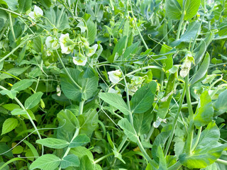 Close-up of green peas growing in the garden of a country house / cottage.Concept of proper healthy nutrition, agriculture.