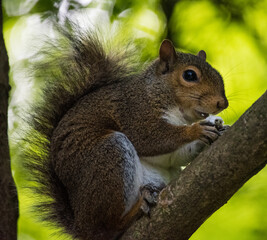 Squirrel