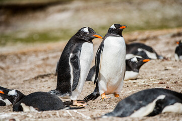 Naklejka premium It's Beautiful penguin on the sand on the Falkland Islands