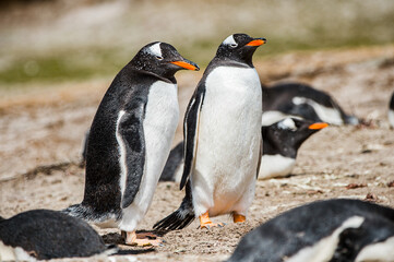 It's Beautiful penguin on the sand on the Falkland Islands