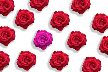 rosa rossa  viola sfondo patten rose profumo petali rosa 