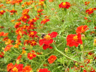 Red densely growing flowers with an insect flying