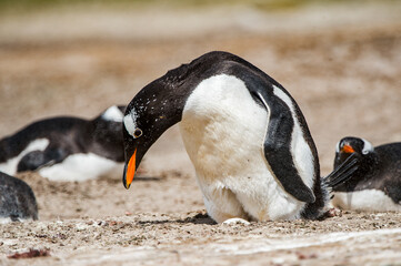 It's Beautiful penguin on the sand on the Falkland Islands