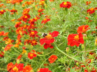 Red densely growing flowers with an insect flying