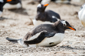 It's Beautiful penguin on the sand on the Falkland Islands