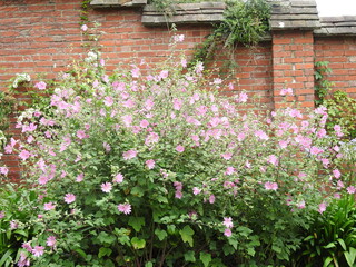 A large bush of pink flowers grows in front of the wall