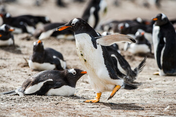 Naklejka premium It's Beautiful penguin on the sand on the Falkland Islands