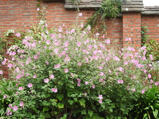Fototapeta na wymiar A large bush of pink flowers grows in front of the wall