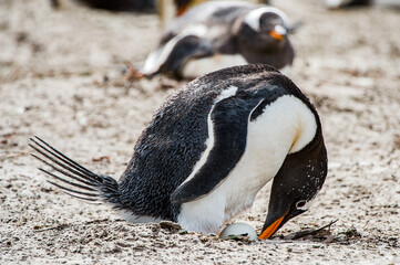 Fototapeta premium It's Little penguin on the sand