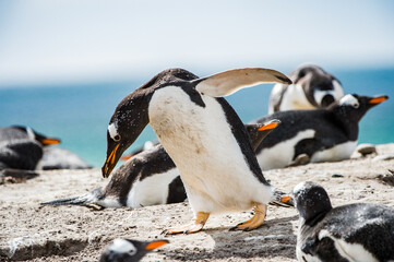 It's Little penguin on the sand