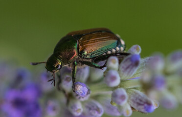 Japanese Beetle