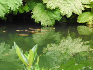 Orange-black fish swim in the water and large green leaves