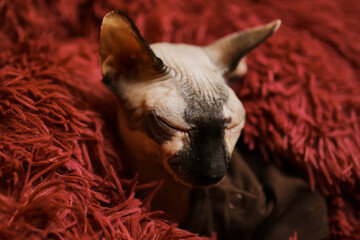 Hairless sphynx cat of a light shade with a black nose. Close-up portrait of a bald sphinx cat....