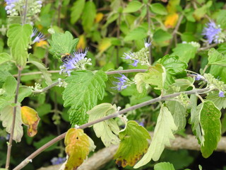 Horizontal branches with purple flowers and a flying insect