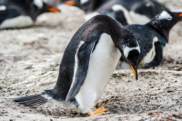 Fototapeta premium It's Little beautiful gentoo penguin in Antarctica