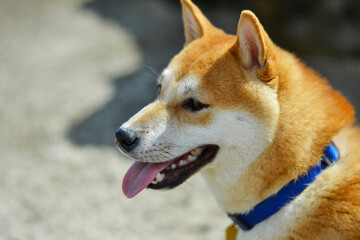 portrait of a shiba inu dog