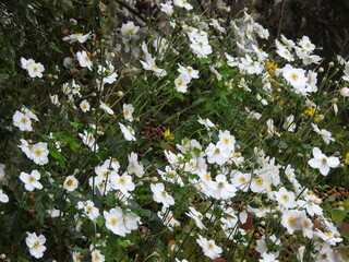 A large number of white flowers with petals