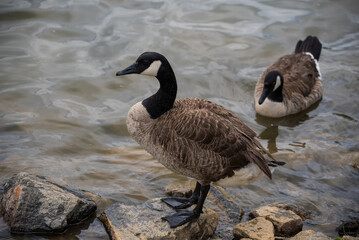 Geese