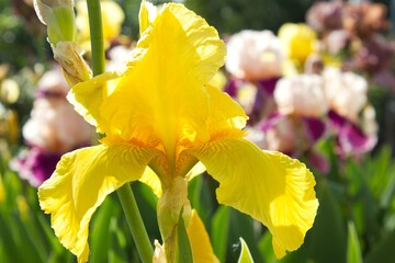 Yellow bright iris in garden