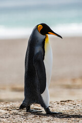 It's King penguin, Falkland Island, Antarctica