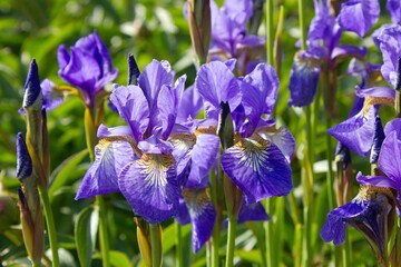 Violet mini irises in garden
