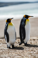 Fototapeta na wymiar It's Couple of the King penguins in Antarctica
