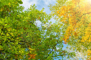 yellow and green autumn maple and oak leaves on the branches of trees against a blue sky with sun highlights