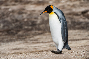 It's Portrait of a king penguin in Antarctica