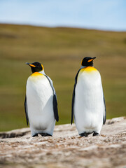 It's King penguins, Falkland Islands, Antarctica