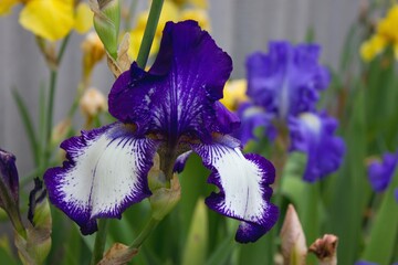 Violet-white iris and other irises in flowerbed