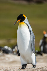 Fototapeta na wymiar It's King penguins, Falkland Islands, Antarctica