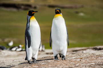 Fototapeta na wymiar It's King penguins, Falkland Islands, Antarctica
