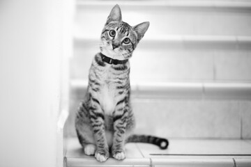 Black and white Photo of a little cat  sitting on the stairs 