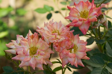 Spray bicolor rose in garden