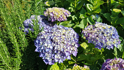 한국 제주도 수국