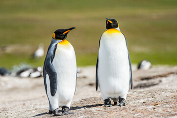 It's King penguins, Falkland Islands, Antarctica