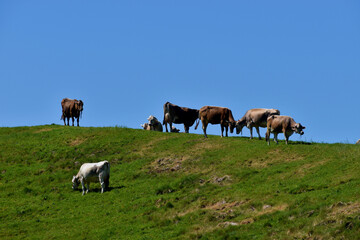 Kühe grasen auf einer Weide im Appenzellerland in der Schweiz 7.5.2020