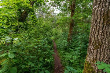 Kleiner Pfad durch den Wald