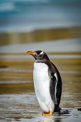 It's Gentoo penguin on the Falkland Islands